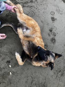 Puppy Poppy (Courtesy Post) -  German Shepherd Dog and Belgian Shepherd Malinois Dog for Adoption in Fulton, California - Puppy Poppy (Courtesy Post) | PetCurious