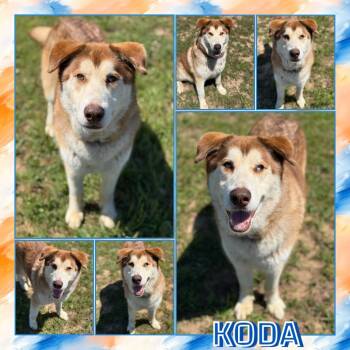 Koda -  Husky and Mixed Breed Dog Available for Adoption in Fort Smith, Arkansas - Koda | PetCurious