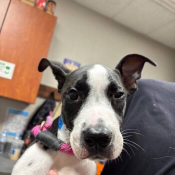 Gimli -  Pit Bull Terrier Dog for Adoption in Yuma, Arizona - Gimli | PetCurious