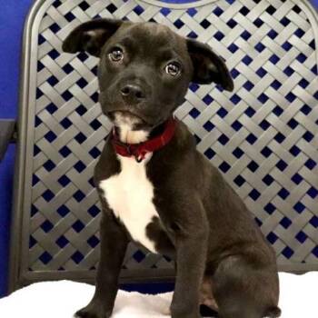 Twixter -  Terrier and Chihuahua Dog for Adoption in Fort Davis, Texas - Twixter | PetCurious