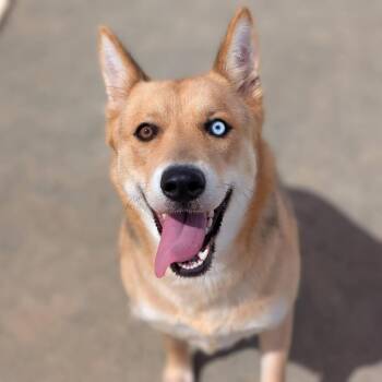 Remy -  Shepherd and Siberian Husky Dog for Adoption in San Gabriel, California - Remy | PetCurious