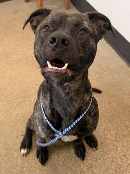 Bay -  Pit Bull Terrier Dog for Adoption in Cleveland, Ohio - Bay | PetCurious