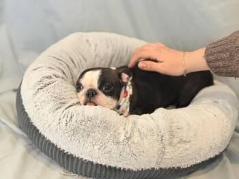 Mixed Breed Dogs Available for Adoption - Piglet | PetCurious