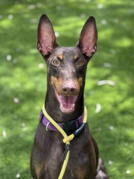 Doberman Pinscher Dogs Available for Adoption in West Hollywood, California - Belle | PetCurious