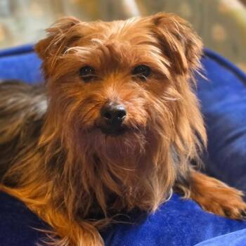 Yorkshire Terrier Dogs Available for Adoption in Cincinnati, Ohio - Fish & Chips | PetCurious