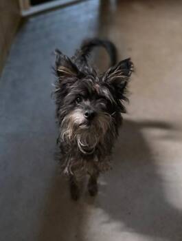 Cairn Terrier Dogs Available for Adoption - Turquoise | PetCurious