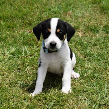 AJ -  Mixed Breed Dog for Adoption in Searcy, Arkansas - AJ | PetCurious