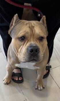 Bane - 2 -  Pit Bull Terrier and Mixed Breed Dog for Adoption in Daytona Beach, Florida - Bane - 2 | PetCurious