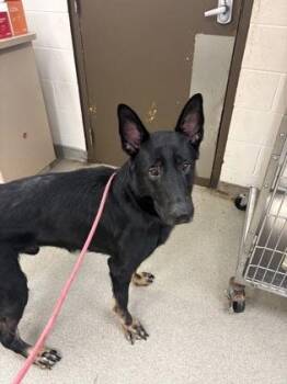 Theodore -  German Shepherd Dog and Mixed Breed Dog for Adoption in Palm Coast, Florida - Theodore | PetCurious