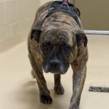 Brinn -  Mixed Breed Dog for Adoption in Winston-salem, North Carolina - Brinn | PetCurious