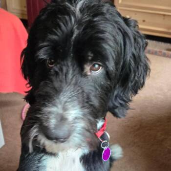 Poodle and Mixed Breed Dogs Available for Adoption - Powerboy | PetCurious