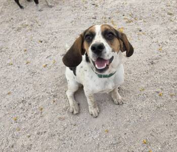 Beagle Dogs Available for Adoption - Remi | PetCurious