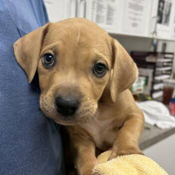 Astronaut -  Pit Bull Terrier Dog for Adoption in Martinsville, Virginia - Astronaut | PetCurious