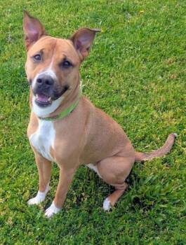 Pit Bull Terrier Dogs Available for Adoption in Akron, Ohio - TULIP | PetCurious