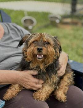 Christie -  Norwich Terrier Dog for Adoption in Chester Springs, Pennsylvania - Christie | PetCurious