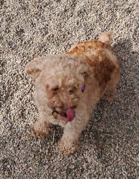 Pecan -  Poodle Dog for Adoption in Mukwonago, Wisconsin - Pecan | PetCurious