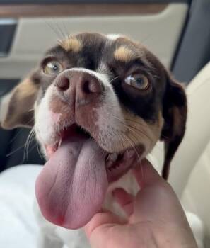 ANNABELLE- Needs a foster/forever home -  Beagle Dog for Adoption in Birmingham, Michigan - ANNABELLE- Needs A Foster/forever Home | PetCurious
