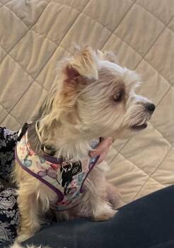 Nala available for adoption -  Yorkshire Terrier Dog for Adoption in Tustin, California - Nala Available For Adoption | PetCurious