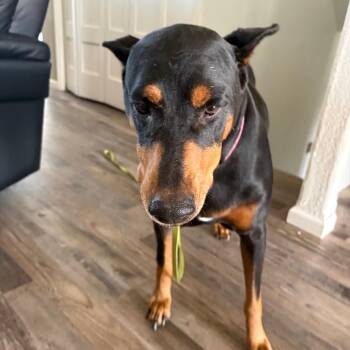 Journey -  Doberman Pinscher Dog for Adoption in Bismarck, North Dakota - Journey | PetCurious
