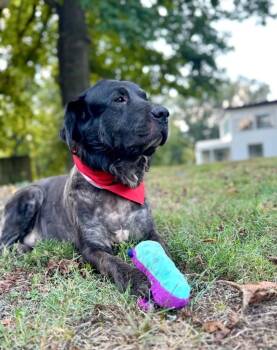 Shadow -  Retriever Dog for Adoption in Princeton, Massachusetts - Shadow | PetCurious