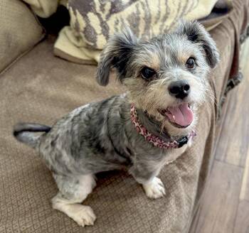 Rescue Yorkshire Terrier Dogs for Adoption in Redondo Beach, California - Zoe - Courtesy Post | PetCurious