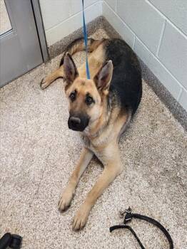 German Shepherd Dog Dogs Available for Adoption - CLARA | PetCurious