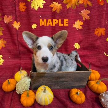 Maple -  Cardigan Welsh Corgi Dog for Adoption in Newberg, Oregon - Maple | PetCurious
