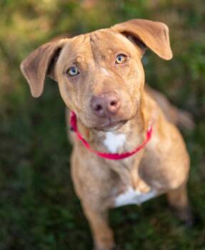 Major -  Labrador Retriever Dog for Adoption in Stratham, New Hampshire - Major | PetCurious