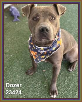 DOZER -  Pit Bull Terrier and American Staffordshire Terrier Dog for Adoption in Marietta, Georgia - DOZER | PetCurious