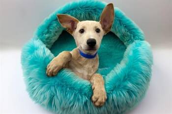 MILOS -  German Shepherd Dog and Mixed Breed Dog for Adoption in Fort Lauderdale, Florida - MILOS | PetCurious