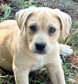 Labrador Retriever Dogs Available for Adoption in Washington, District Of Columbia - Babe Tonka | PetCurious