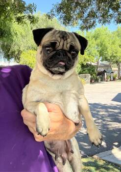 Pug Dogs Available for Adoption - Tess | PetCurious