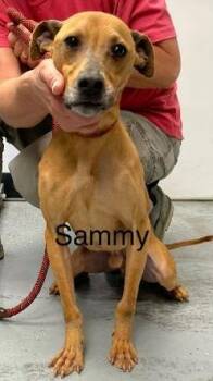 Sammy -  Terrier and Mixed Breed Dog for Adoption in Cincinnati, Ohio - Sammy | PetCurious