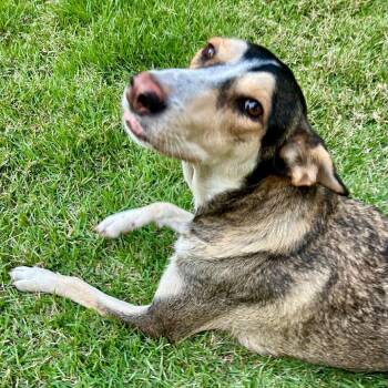 Shepherd and Mixed Breed Dogs Available for Adoption in Bend, Oregon - Babs | PetCurious