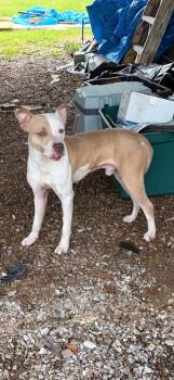 Stiller -  Pit Bull Terrier Dog for Adoption in Sorrento, Louisiana - Stiller | PetCurious