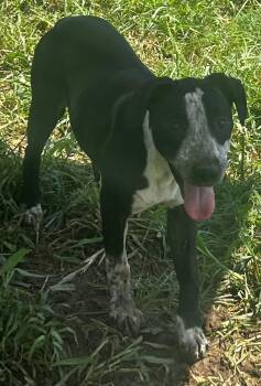 Kitkat -  Hound Dog for Adoption in Pryor, Oklahoma - Kitkat | PetCurious