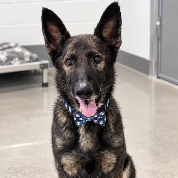 ACHILLES GS -  German Shepherd Dog Dog for Adoption in Lucas, Texas - ACHILLES GS | PetCurious