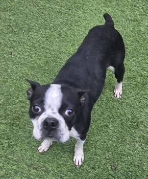 Boston Terrier Dogs Available for Adoption - Shellie Cara-4685-Aiken, SC | PetCurious