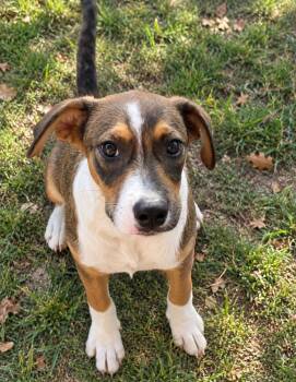 Peanut - mixed nut litter -  Labrador Retriever and Australian Cattle Dog Blue Heeler Dog for Adoption in Horn Lake, Mississippi - Peanut - Mixed Nut Litter | PetCurious