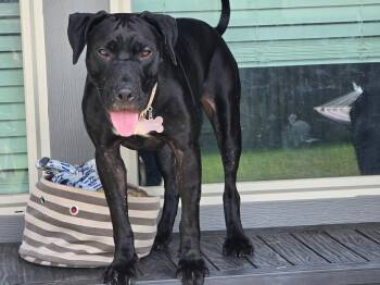 Rescue Cane Corso and Great Dane Dogs for Adoption in Grand Rapids, Michigan - Horse ( Cuddly / Goofy / Super Sweet / Crate Trained ) | PetCurious