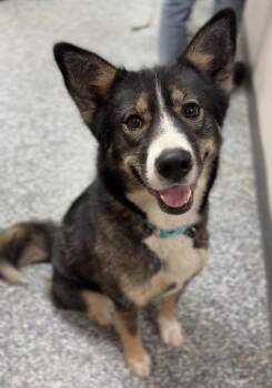 Nova -  Mixed Breed Dog for Adoption in Bemidji, Minnesota - Nova | PetCurious