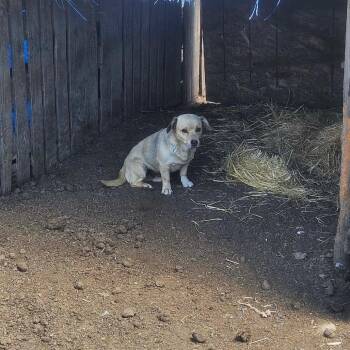 Cookie -  Mixed Breed Dog for Adoption in Tacoma, Washington - Cookie | PetCurious