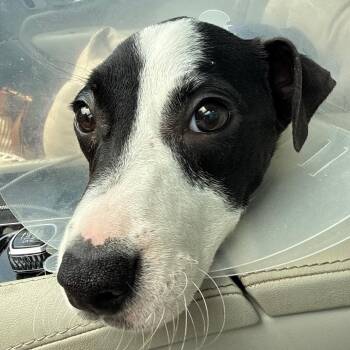 Pit Bull Terrier and Border Collie Dogs Available for Adoption in Ennis, Texas - Josh | PetCurious
