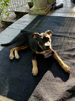 Rescue Mixed Breed Dogs for Adoption in Mobile, Alabama - Clark | PetCurious