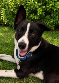 KONRAD -  Border Collie Dog for Adoption in Richmond, Virginia - KONRAD | PetCurious
