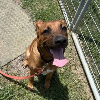 Rescue Mixed Breed Dogs for Adoption in Dallas, Texas - Charlie | PetCurious