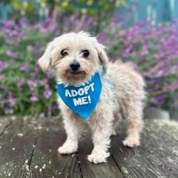 Jason -  Maltese Dog for Adoption in Pacific Grove, California - Jason | PetCurious
