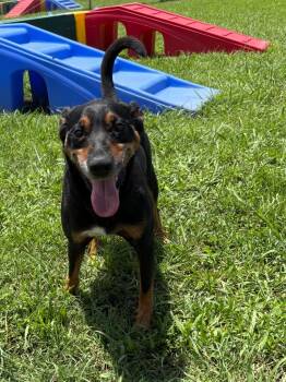Rescue Shepherd and Mixed Breed Dogs for Adoption in Bossier City, Louisiana - Lenny | PetCurious