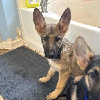 Tito -  German Shepherd Dog Dog Available for Adoption in Griffin, Georgia - Tito | PetCurious