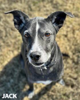 Rescue Labrador Retriever and Mixed Breed Dogs for Adoption in Neosho, Missouri - Jack | PetCurious